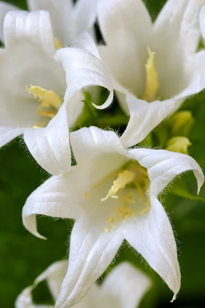 White Pouffe Milky Bellflower (Campanula Latifolia, Alba) — Stock Photo, Image