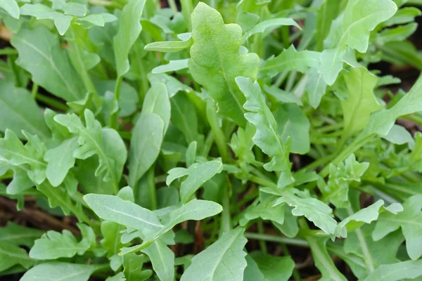 Frischer Bio-Rucola-Salat im Garten — Stockfoto