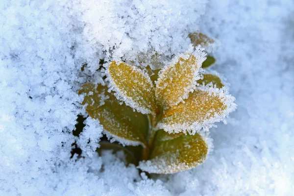 Ice crystals forming on green leaves — Stock Photo, Image