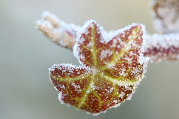 Cristaux de glace se formant sur feuille de vigne lierre grimpante rouge — Photo
