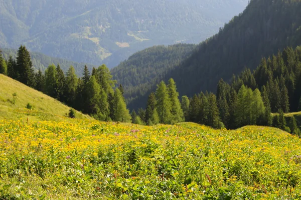 Fiori selvatici sul prato verde in Europa — Foto Stock