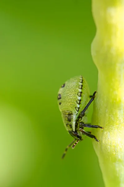 Ninfa inseto escudo verde (Palomena prasina ) — Fotografia de Stock