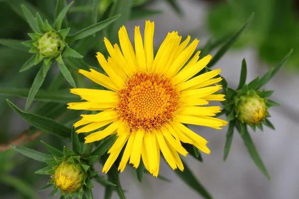 黄色の花 Sunwheel (Buphthalmum Salicifolium) — ストック写真