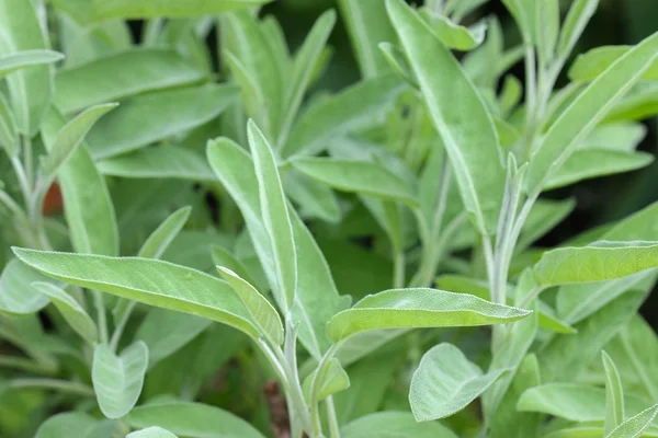 Sage Plant nel giardino in Europa — Foto Stock