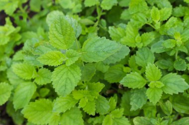 Melisa bitki (Melissa officinalis)