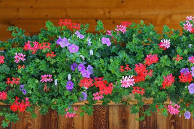 Wooden house decorated with colorful flowers, Austria clipart