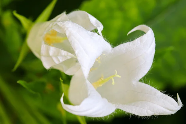 Білий Pouffe молочного Bellflower (дзвоники Широколистий, Альба) — стокове фото