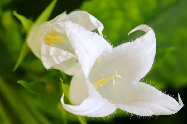 白色座垫乳白色风铃草 (风铃叶冬青，阿尔巴) — 图库照片