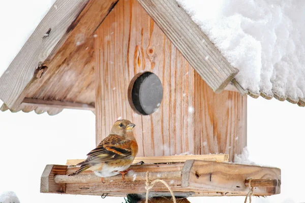 Το "χειμωνόσπινος" κούρνιασμα σε ένα σπίτι ξύλινο πουλί τροφοδότη — Φωτογραφία Αρχείου