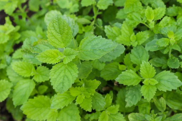 Roślina melisy (Melissa officinalis) — Zdjęcie stockowe