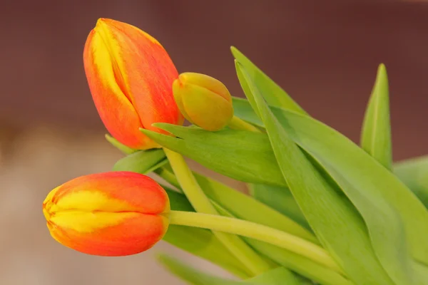 Tulipani arancioni con punta gialla petalo — Foto Stock