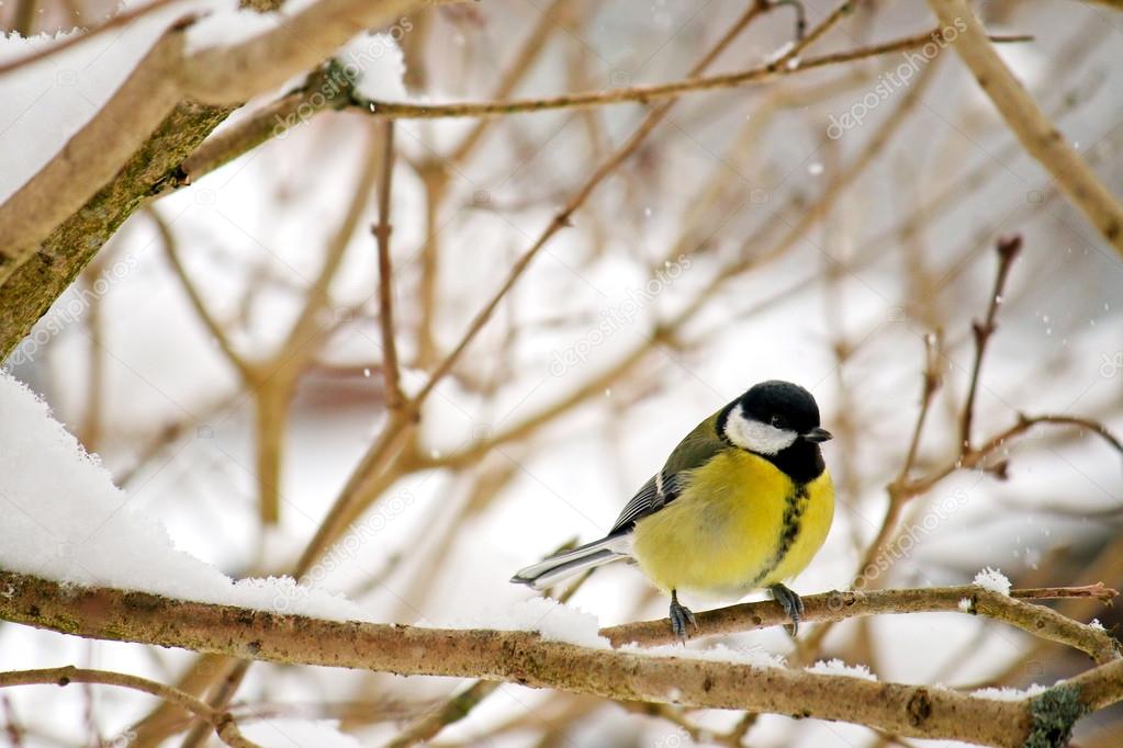The Great tit bird perching on a tree branch during the snow falling in Europe