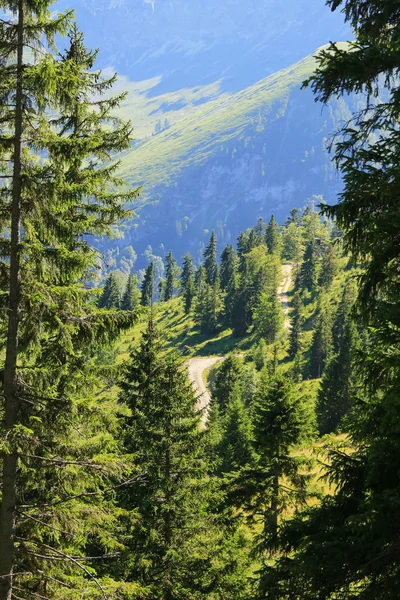 Caminhos ventosos na floresta com alta montanha — Fotografia de Stock