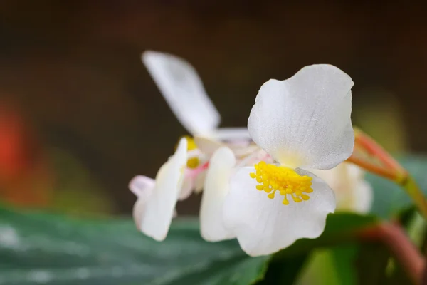 Begonia x hybrida, Baby Wing Белый цветок — стоковое фото