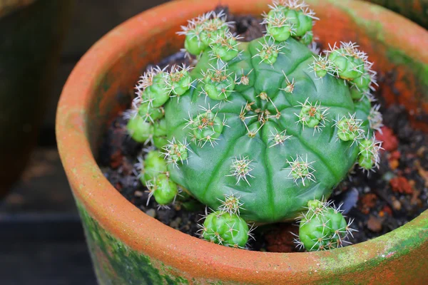 Primo piano di Cactus con compensazioni (bambini) in una pentola — Foto Stock