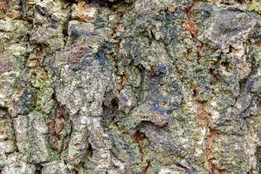 Eski mango ağaç kabuğu yeşilimsi renk ile doku