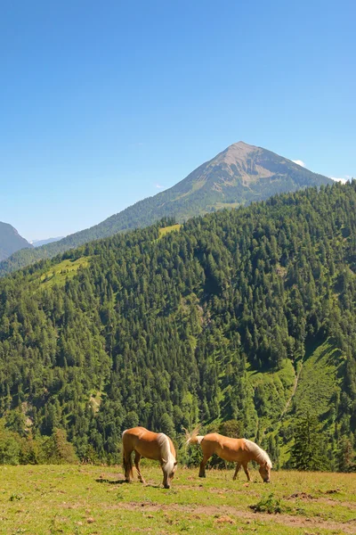 Dos caballos Haflinger mordisqueando hierba en la montaña en Austria — Foto de Stock