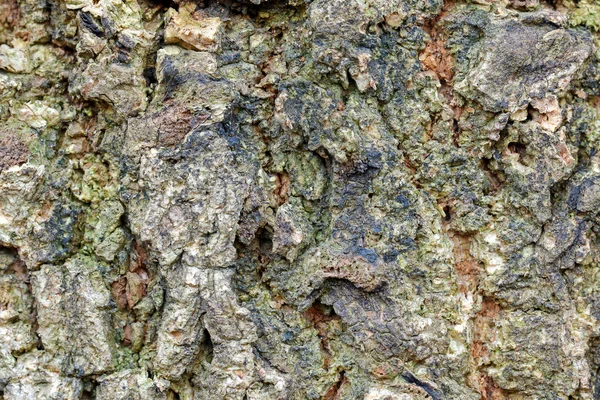 Texture of old mango tree bark with greenish color — Stock Photo, Image