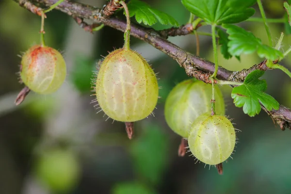 Evde yetiştirilen Avrupa Bektaşi üzümü closeup — Stok fotoğraf