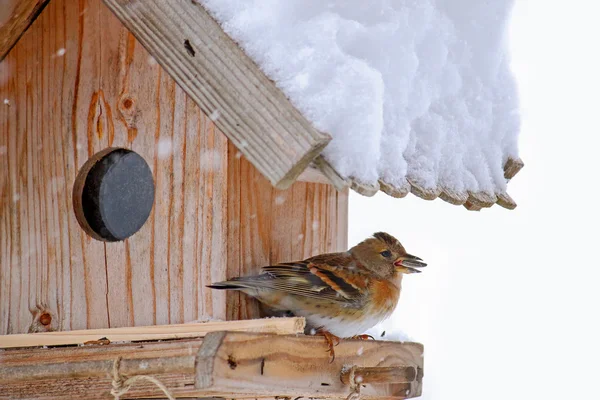 Το πουλί "χειμωνόσπινος" με σπόρους ηλίανθου στο ράμφος του, το κούρνιασμα σε ένα ξύλινο πουλί feeder — Φωτογραφία Αρχείου