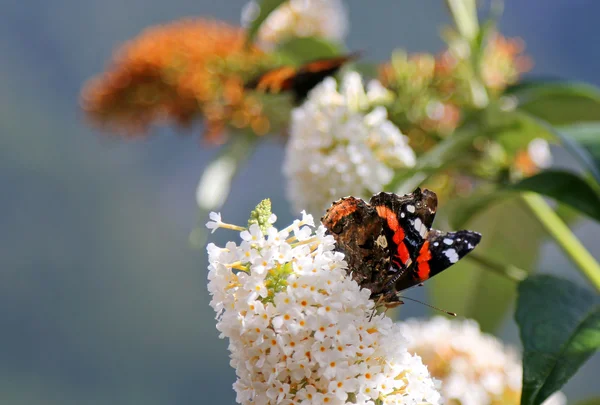 Arbusto de borboleta em branco com borboleta do Almirante Vermelho — Fotografia de Stock