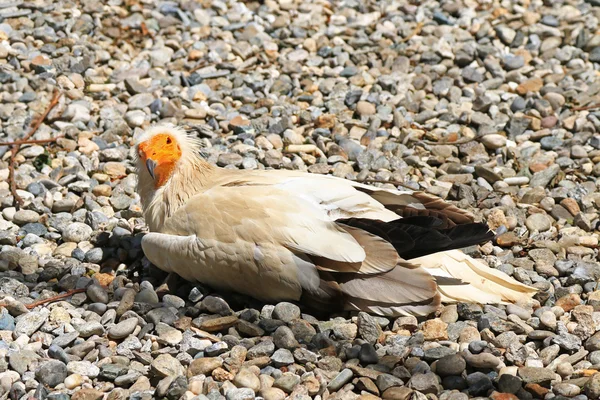 De gier Aasgier, ook wel bekend als witte scavenger — Stockfoto