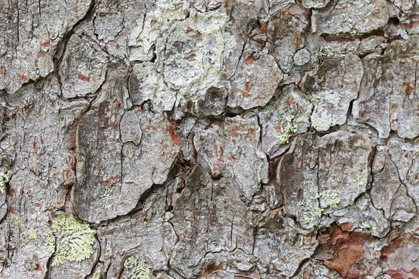 Texture of old tree bark with lichen — Stock Photo, Image