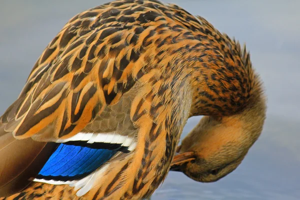 Mottled anka (Anas fulvigula) med grön blå vingspegel och vit kant — Stockfoto