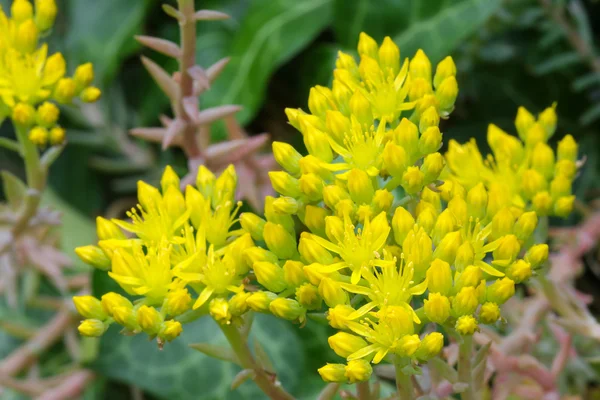 Estrela em forma de flores amarelas de Sedum, Stonecrop — Fotografia de Stock