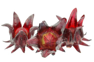 Taze Roselle bitkisel çay yapmak için çiçek (Hibiscus sabdarrifa)