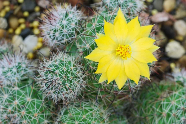 Cactus flor amarilla (Mammillaria Balsasoides ) — Foto de Stock