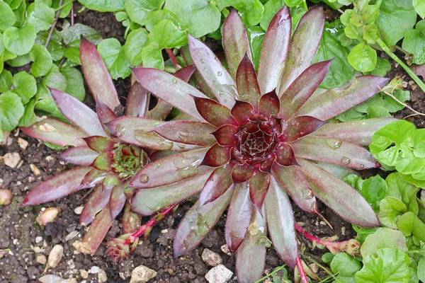 Höns och kycklingar (Sempervivum gömd i olika) — Stockfoto