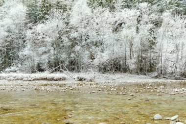 Hoarfrost in rime'ı buz nehir boyunca çam ağaçlarıyla kaplı