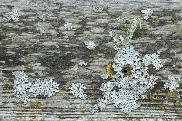 Bois de grange rustique altéré plein de lichen et de mousse — Photo