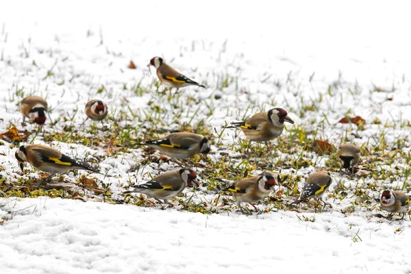 Een groep van Putter zonnebloempitten eten — Stockfoto