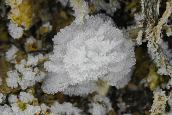 Ijs kristallen bloemen, vorst van bloemen, bloesems vorming ter plaatse ijs — Stockfoto