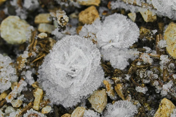 Ice crystals flowers, frost flowers, ice blossoms forming on the ground — Stock Photo, Image
