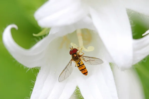 Μια μύγα nectaring αιωρείται στο λευκό γαλακτώδες καμπανούλα ΠΤΥΣΣΟΜΕΝΟ — Φωτογραφία Αρχείου