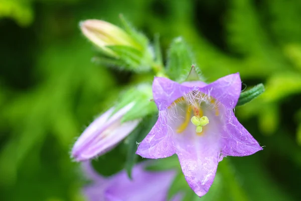 Purple Nettle-leaved Bellflower Campanula trachelium — Stock Photo, Image