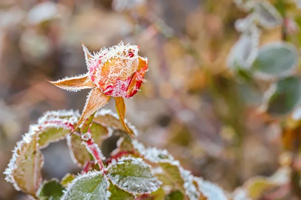 Small white ice crystals forming on rose flower in the morning — Stock Photo, Image