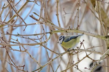 Şirin Avrasya Mavi baştankara kuş ben ayçiçeği tohumu ile dal
