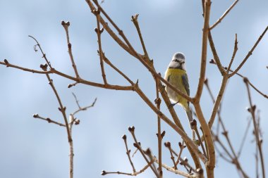 Bir dalda kış aylarında Avrupa'da tıraşlama baştankara kuş mavi