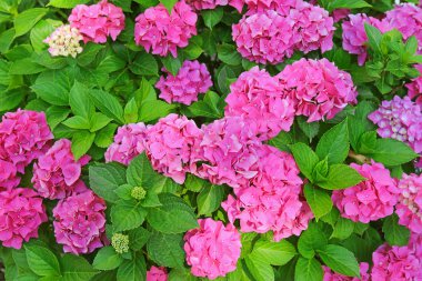 Pembe Hydrangea macrophylla, HORTENSIA, bahçede çiçek açması 