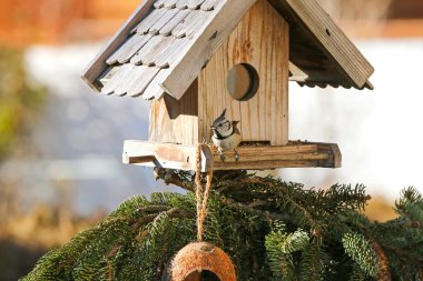 Kenevir tohumları üzerinde ahşap kuş f yemek Avrupa Tepeli baştankara kuş