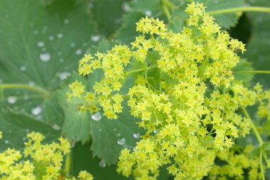 Common Lady s Mantle flowers with morning dews on leaves clipart