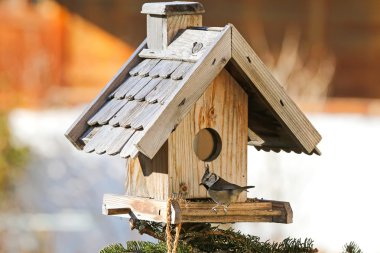 Kenevir tohumu ile ahşap kuş besleyici Avrupa Tepeli baştankara kuş