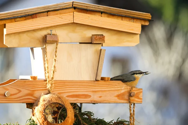 Nuthatch bird de madera euroasiática con semilla de girasol en su pico —  Fotos de Stock