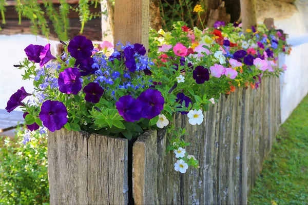 Ξύλινο κουτί γεμάτο πολύχρωμα λουλούδια πετούνια και Obelia — Φωτογραφία Αρχείου