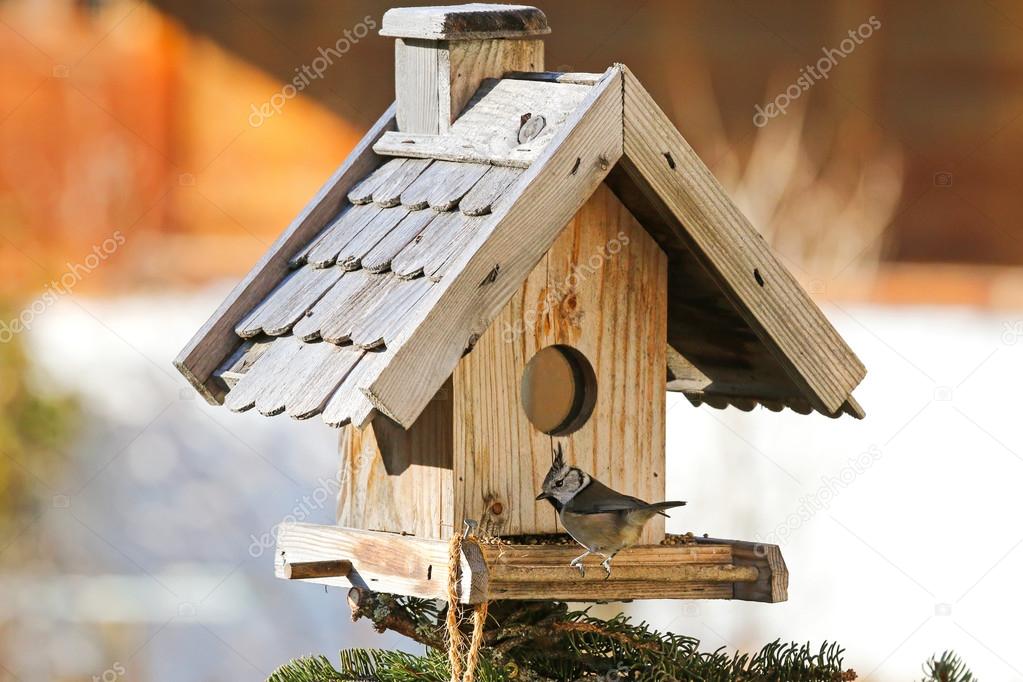 European Crested Tit bird on the wooden bird feeder with hemp seeds