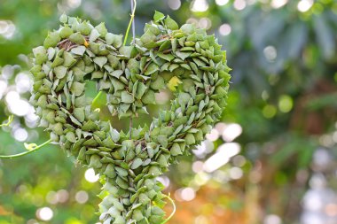 Heart-shaped succulent plant named Million Hearts  clipart